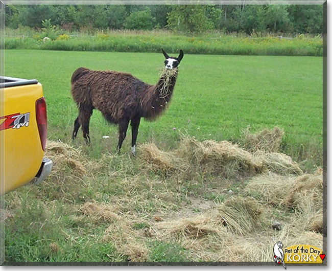 Korky the Llama,  the Pet of the Day