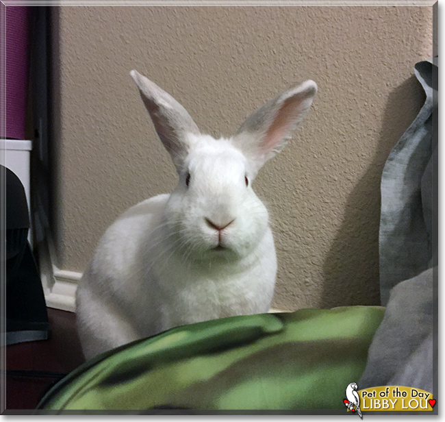 Libby Lou the California/New Zealand Mix Rabbit,  the Pet of the Day