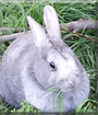 Ally the Rabbit