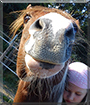 Seasun the Arabian Horse