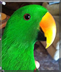 Chico the Solomon Island Eclectus