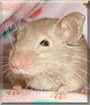 Nightshade the Lavender Self Fancy Mouse