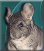 Samson the Chinchilla