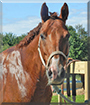 Derby the Appendix Quarter Horse