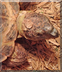Norman the Russian Tortoise