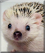 Robb the African Pygmy Hedgehog