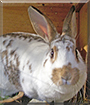 Missy the Rabbit