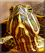 Magallenes the Turtle