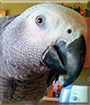 Dusty the Congo African Grey Parrot