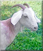 Dr. Willie Evial the Boer Goat
