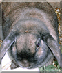 Maxi the Dwarf Lop Rabbit