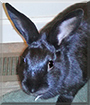 Gizmo the Havana Rabbit