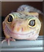 Tongs the Leopard Gecko