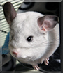 Chia the CHinchilla