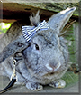 Lucky the Rabbit