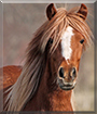 Bris the Lyngenhorse