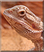 Smaug the Bearded Dragon