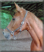 Hasi the Mecklenburger Horse