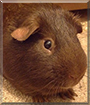 Tiny the Guinea Pig