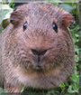 Mabel the Guinea Pig