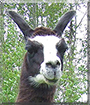 Korky the Llama