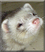 Boss the Silver Ferret
