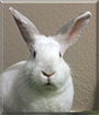 Libby Lou the California/New Zealand Mix Rabbit
