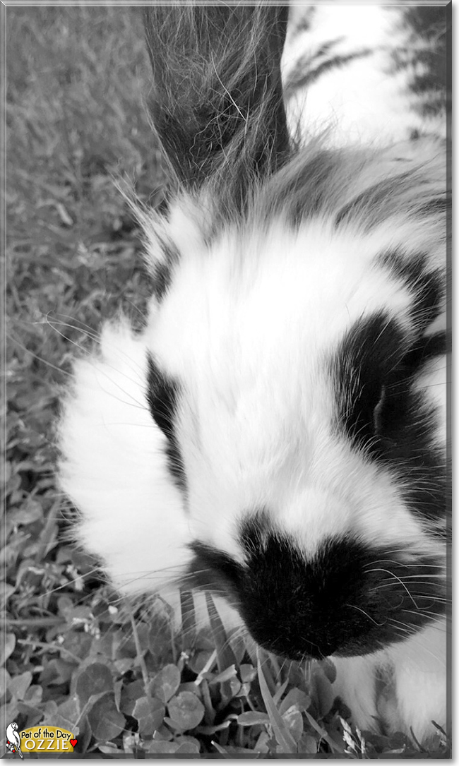 Ozzie the Rabbit, the Pet of the Day