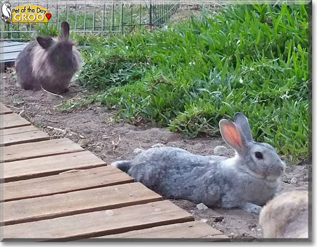 Groo the Lionhead mix Rabbit, the Pet of the Day