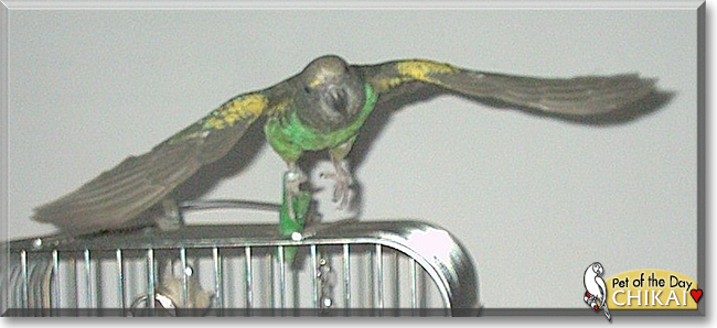 Chikai the Meyers Parrot,  the Pet of the Day