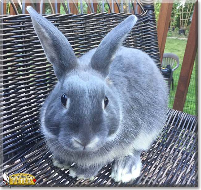 Peter the Rabbit,  the Pet of the Day