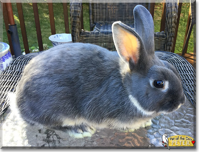 Peter the Rabbit,  the Pet of the Day
