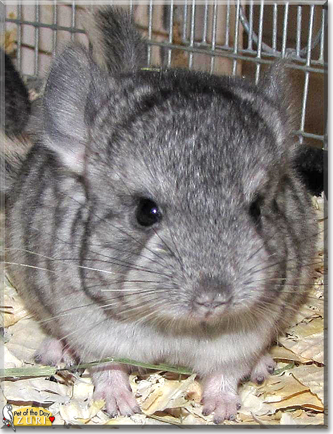 Zuri the Chinchilla,  the Pet of the Day