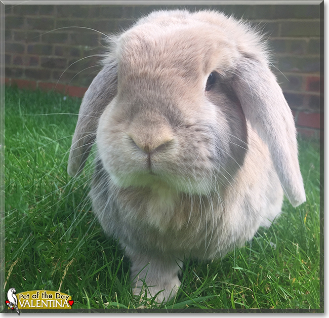 Valentina the Lop Rabbit,  the Pet of the Day