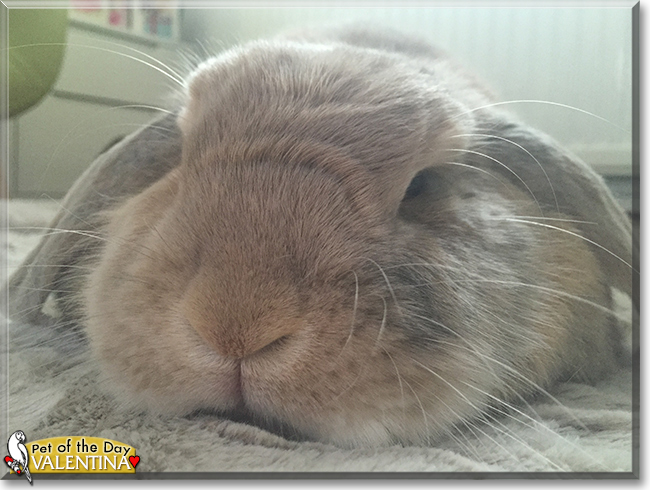 Valentina the Lop Rabbit,  the Pet of the Day