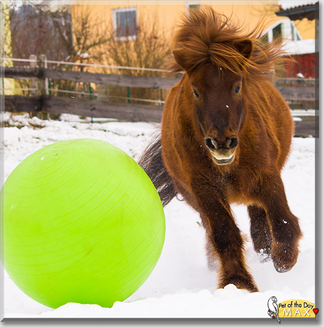 Max the Pony,  the Pet of the Day