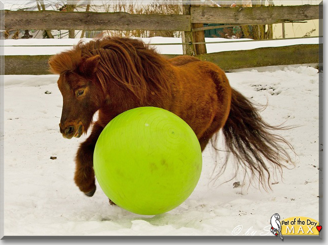 Max the Pony,  the Pet of the Day