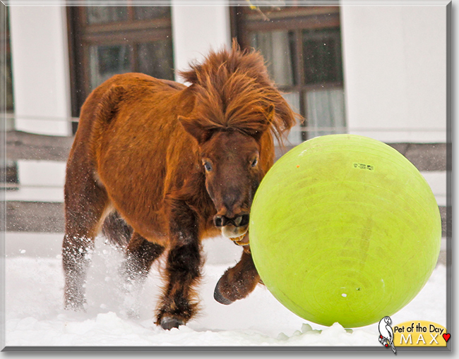Max the Pony,  the Pet of the Day