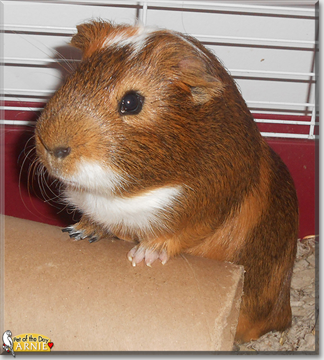 Arnie the Guinea Pig,  the Pet of the Day