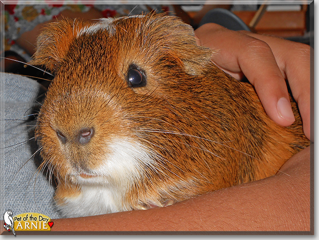 Arnie the Guinea Pig,  the Pet of the Day