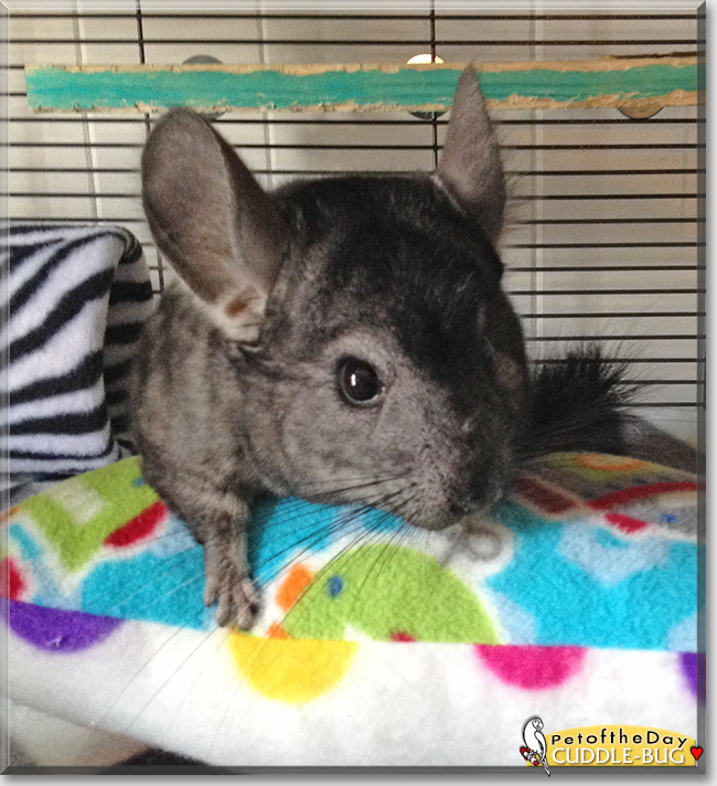Chilly Bean the Chinchilla,  the Pet of the Day