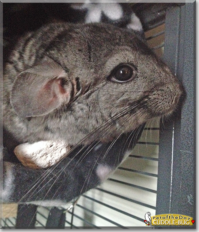 Chilly Bean the Chinchilla,  the Pet of the Day