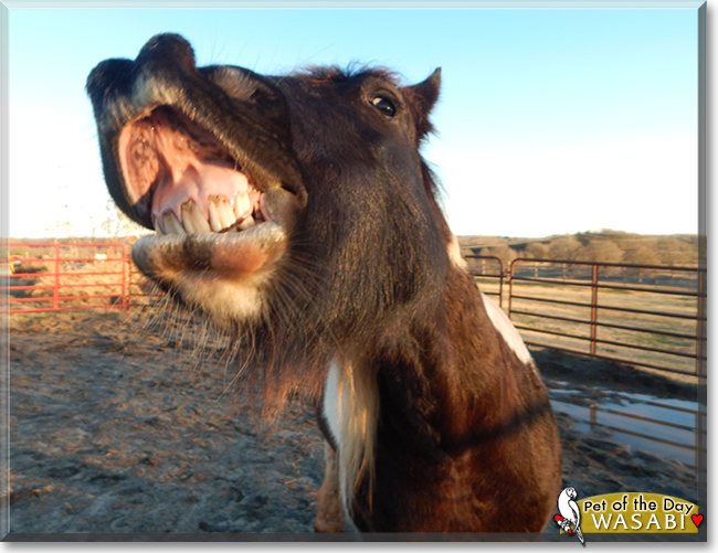 Wasabi the Gypsy Vanner/Friesian Horse cross,  the Pet of the Day