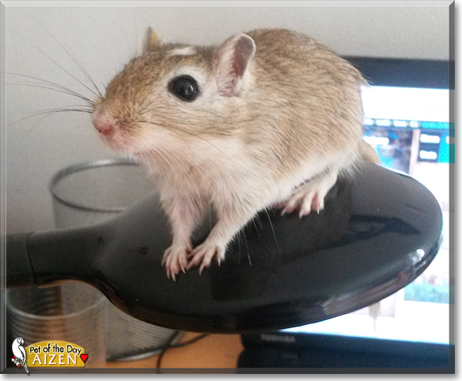 Aizen the Gerbil,  the Pet of the Day