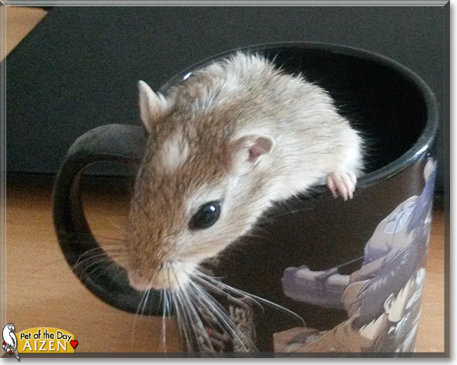 Aizen the Gerbil,  the Pet of the Day