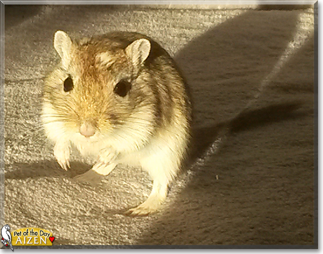Aizen the Gerbil,  the Pet of the Day