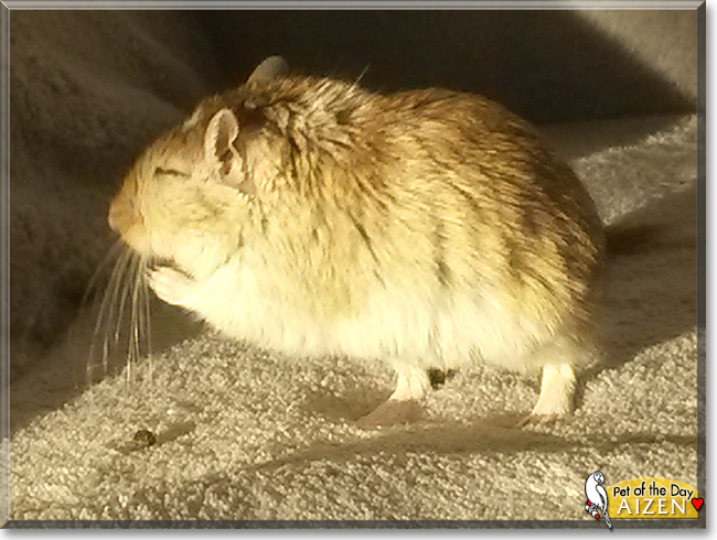 Aizen the Gerbil,  the Pet of the Day