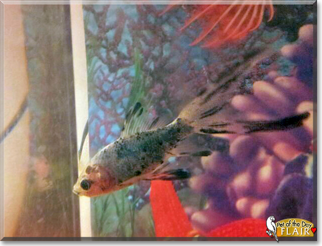 Flair the Fish,  the Pet of the Day