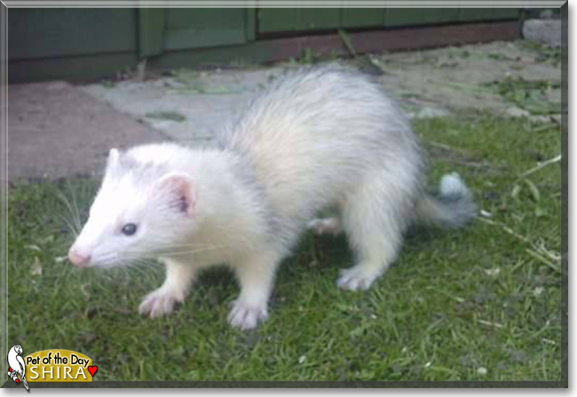Shira the Ferret,  the Pet of the Day