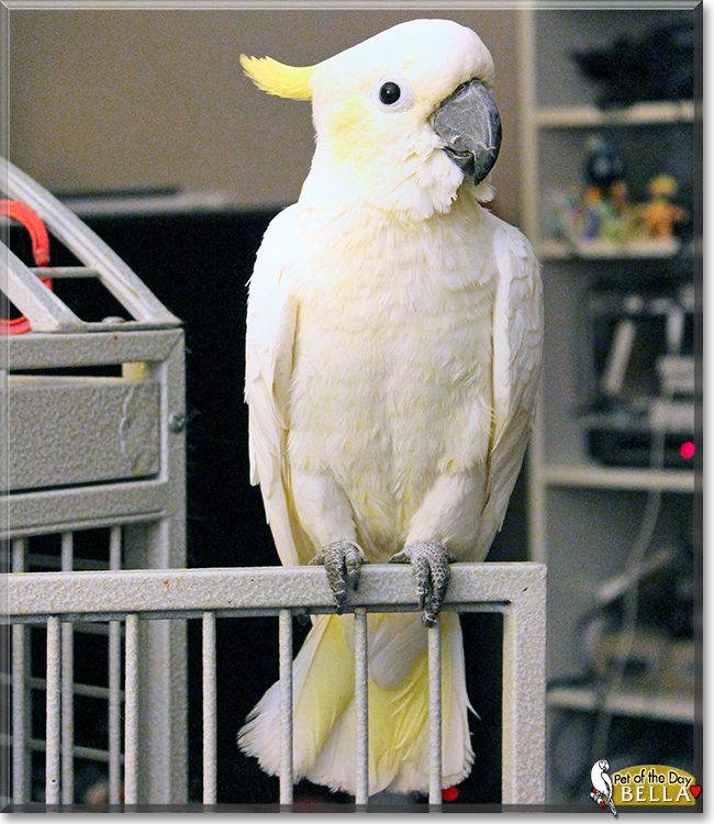 sulfur crested cockatoo pet